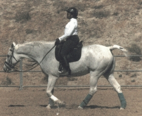Maybe Later in Dressage